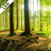 Led Bild Wald Mit Sonnenstrahlen Schmal Zoom