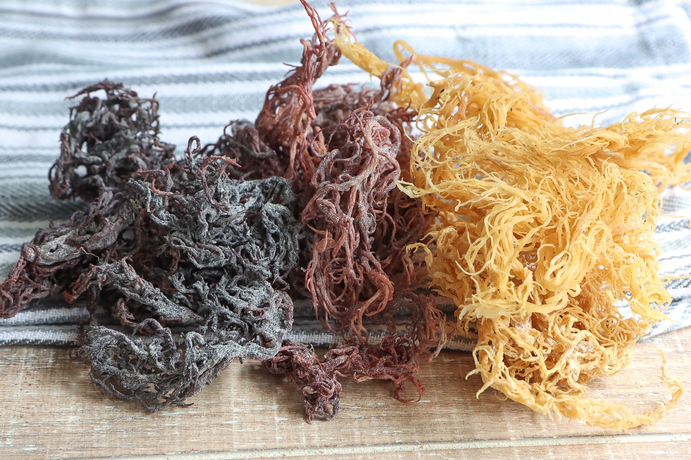 Where Does Sea Moss Come From? – Natural Sea Moss