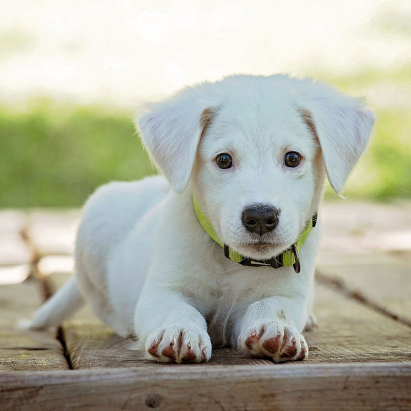 can you put lavender oil on dogs itchy paws