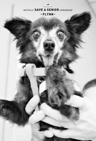 Meet Flynn: Save a Senior Animal Rescue Sponsorship