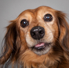 Muttville Senior Rescue San Francisco