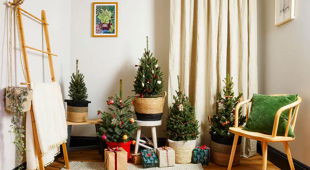Christmas Tree Sale