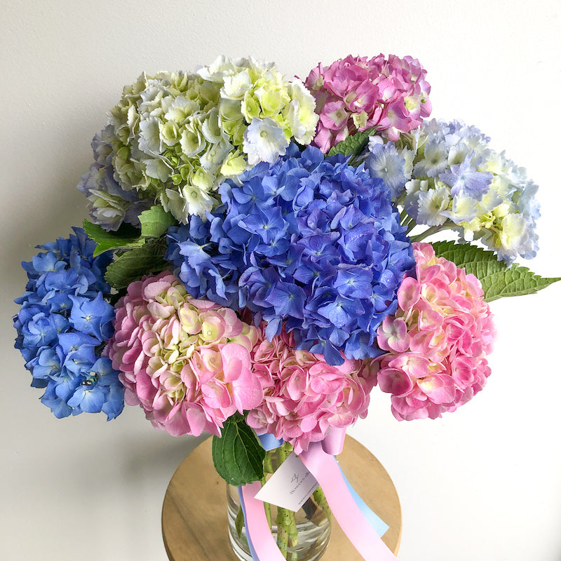 hydrangea flower