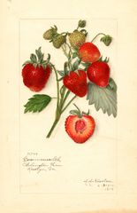Strawberries, Commonwealth (1914)
