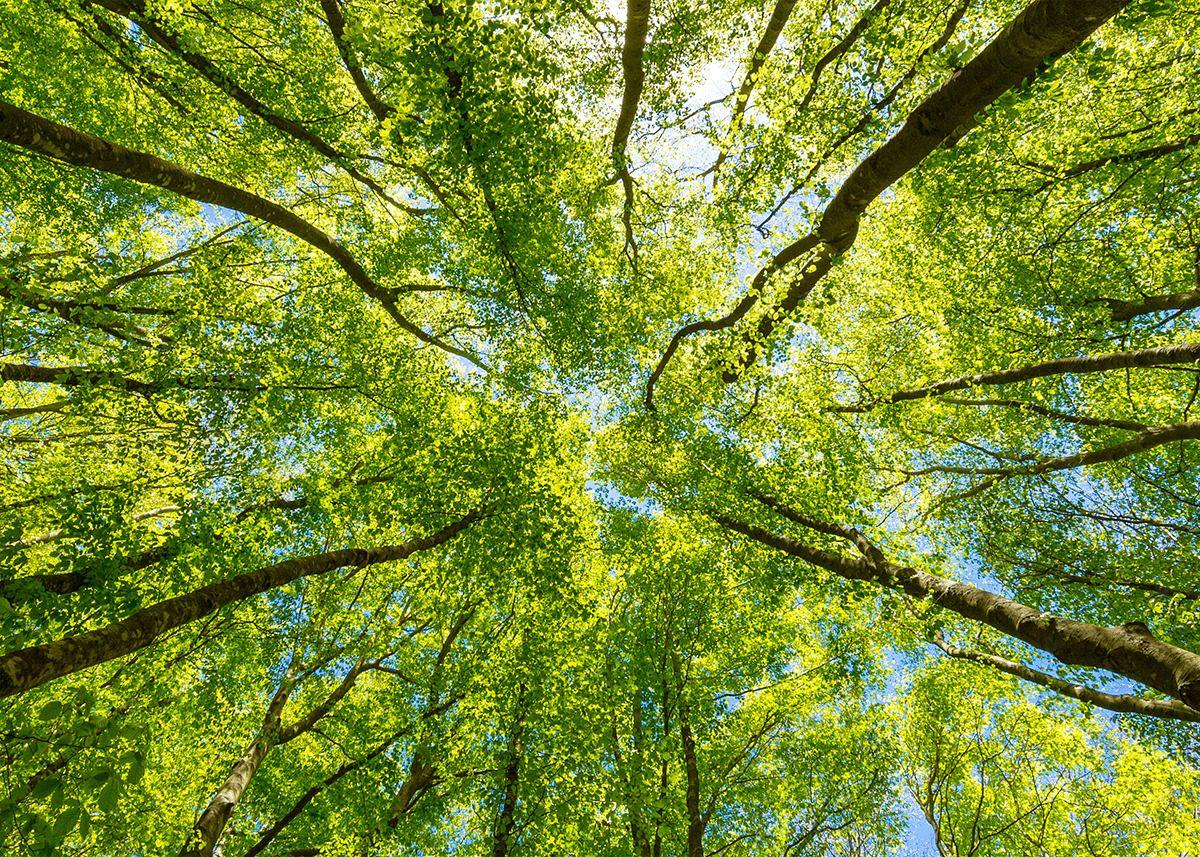 Looking up from the ground at a green canopy of trees