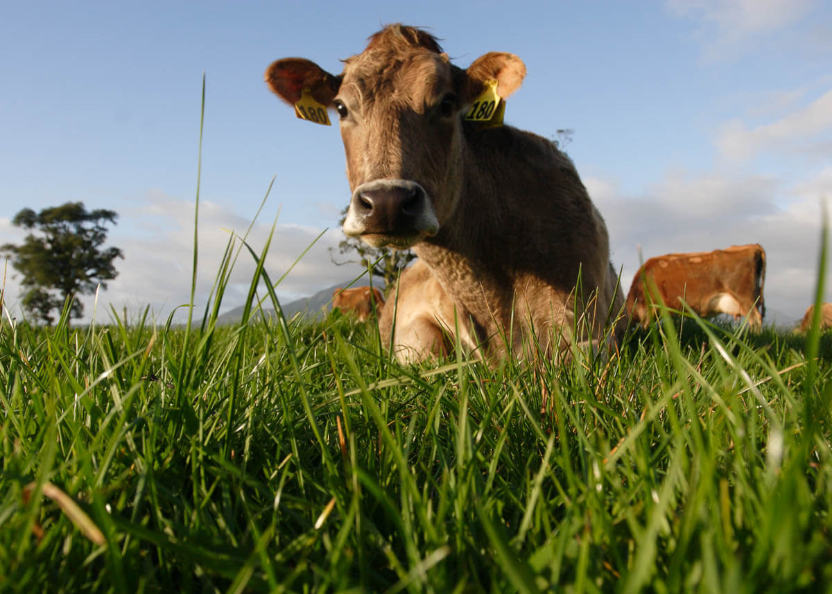 New Zealand dairy cow sitting in grass