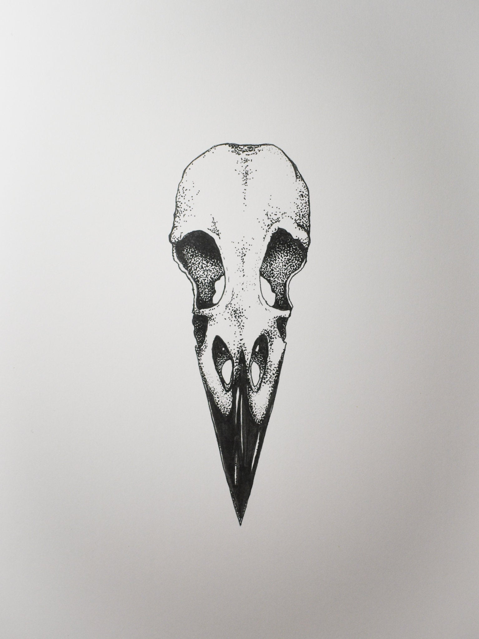 raven skull drawing