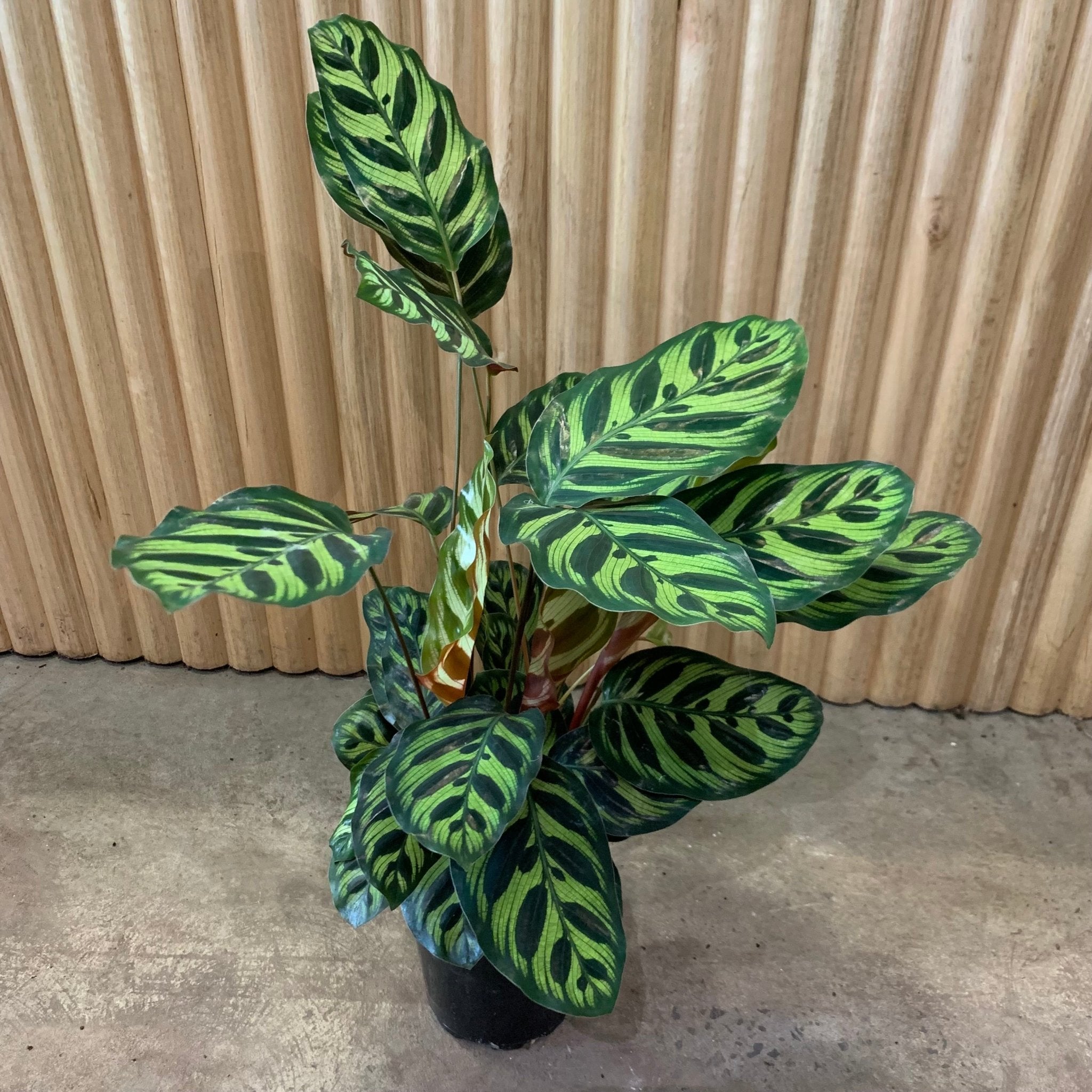 Buy Calathea Makoyana – Peacock Indoor Plant 20.20cm Pot   My ...
