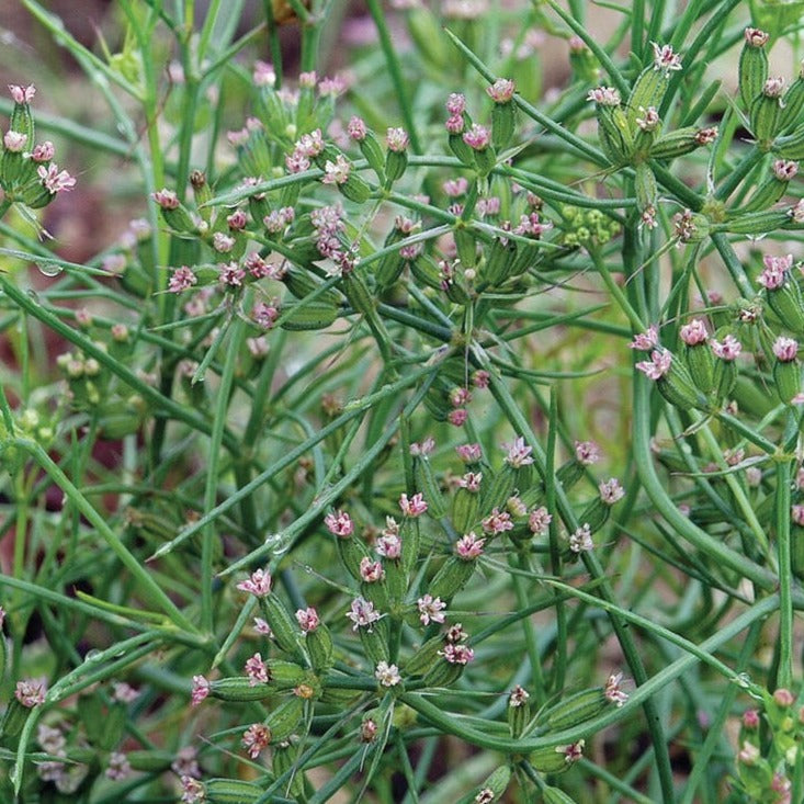 growing cumin plant