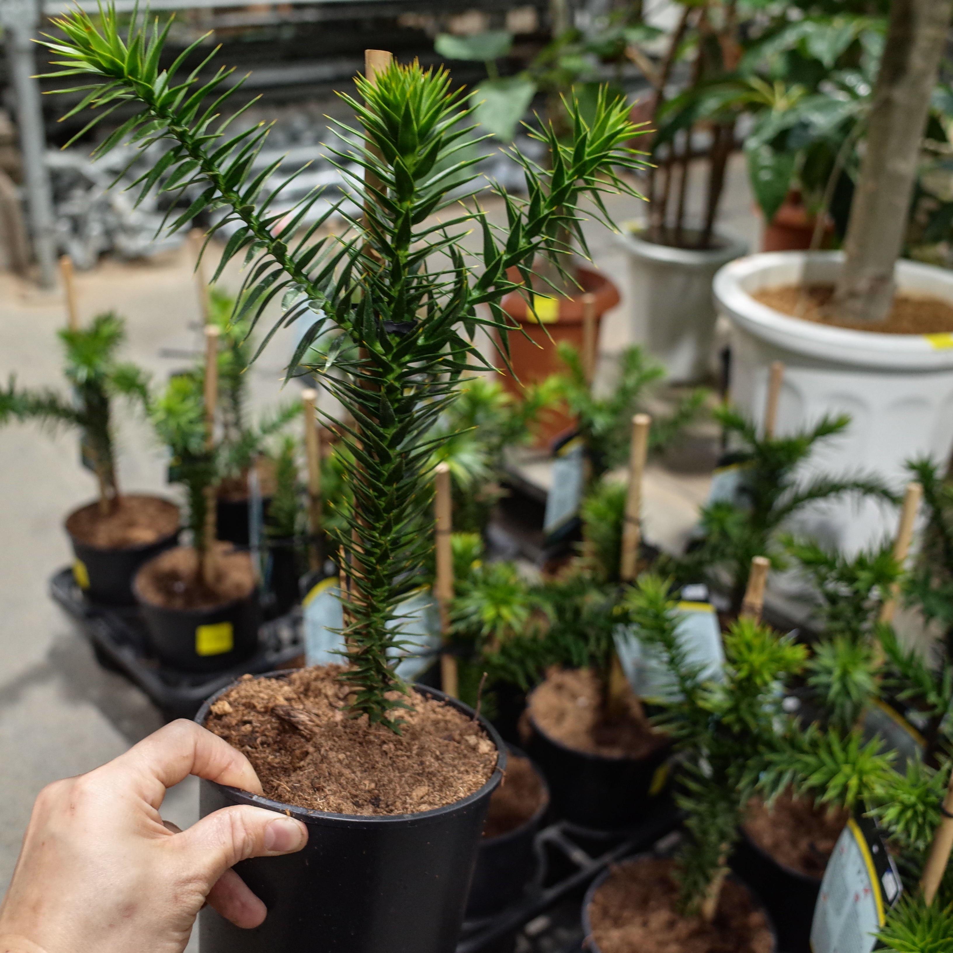 AraucariaAraucaria angustifolia チリマツ モンキーパズルツリー