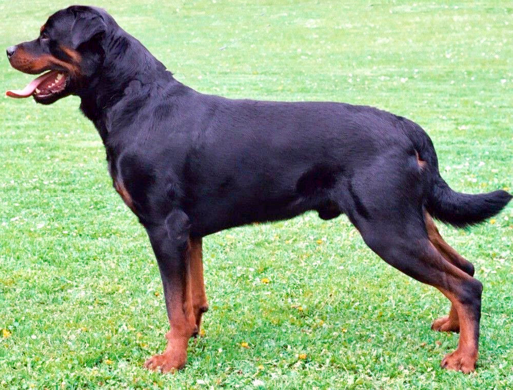 are rottweilers lap dogs