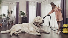 Keep your house cleaner even with multiple pets at home