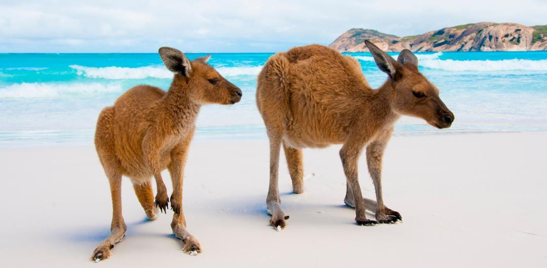 can you take dogs to lucky bay