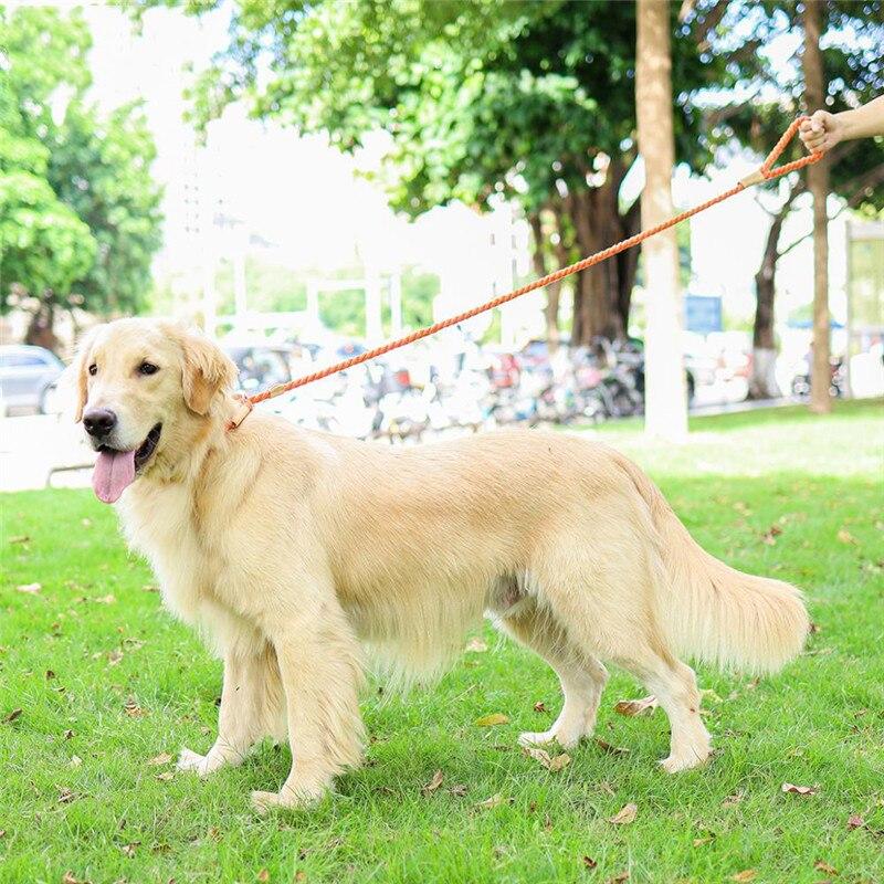 Blue Rope Slip Leash & Collar - Dogs and Horses
