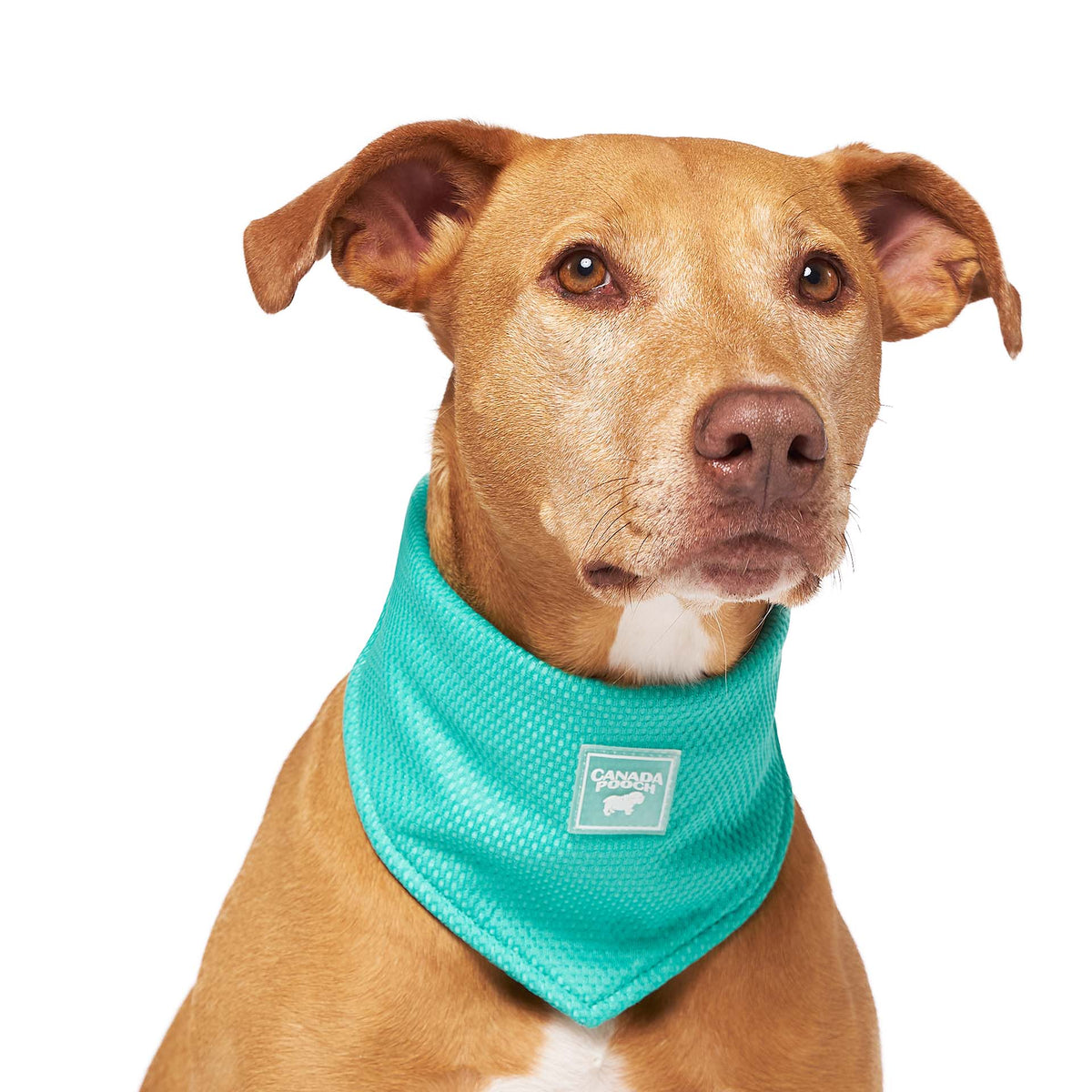 how to make a cooling bandana for dogs