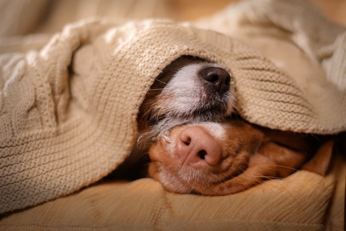 Pogo stick spring Milestone solidaritet Kold hund - Hvad skal man gøre, hvis hunden er forkølet? – AniForte
