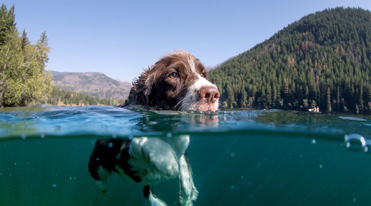 Hunde i vandet - til mere badesjov Aniforte Magazine – AniForte