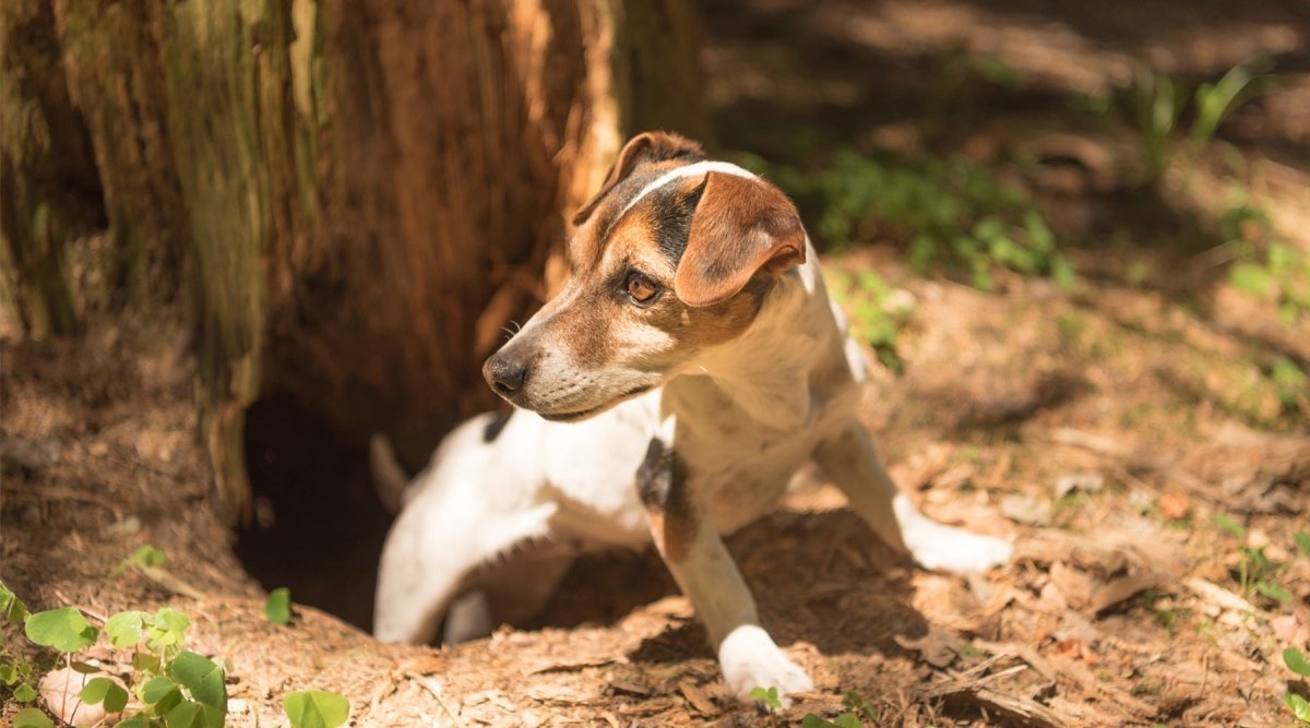 detaljeret kighul Meningsfuld Din hund har en staupe? Årsager & tip | Aniforte Magazine – AniForte