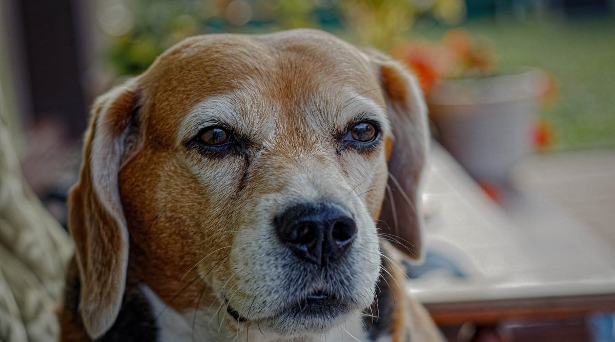 Hvor gamle får hunde? Labrador, Beagle og Co. – AniForte