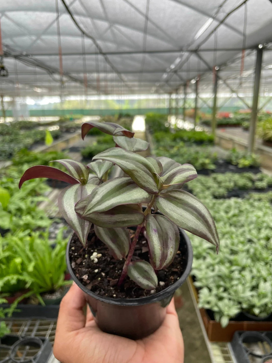 Tradescantia Zebrina - Wandering Dude