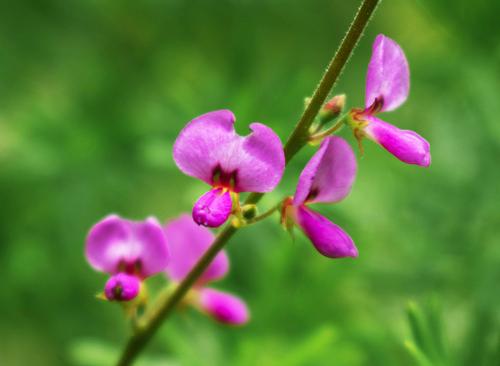 Desmodium