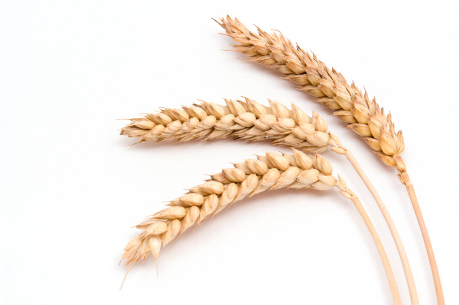 Protéines de blé
