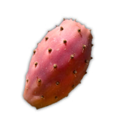 Nopal