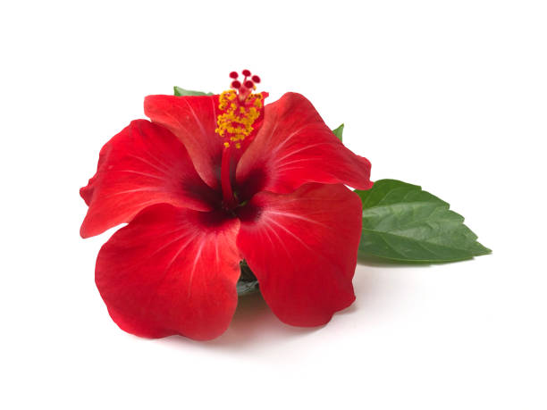 Hibiscus drainage minceur