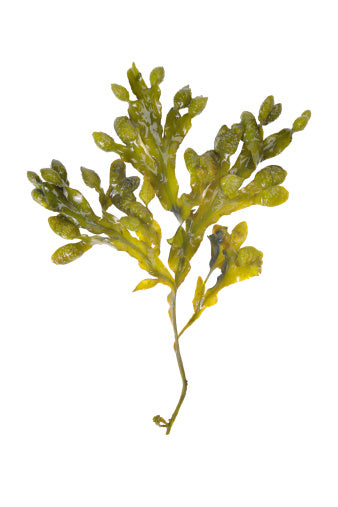Ascophyllum