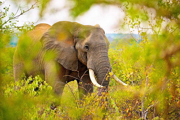 African Elephant photographed by Shannon Wild