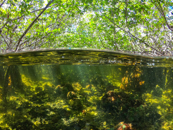 Biscayne National Park Jones Lagoon