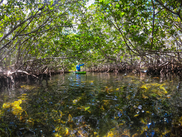 Mangrove forest Jones Lagoon