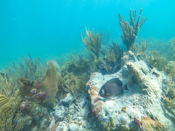 Biscayne National Park Snorkel Trip