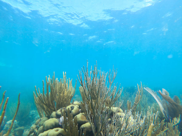 Florida Keys Coral Reef