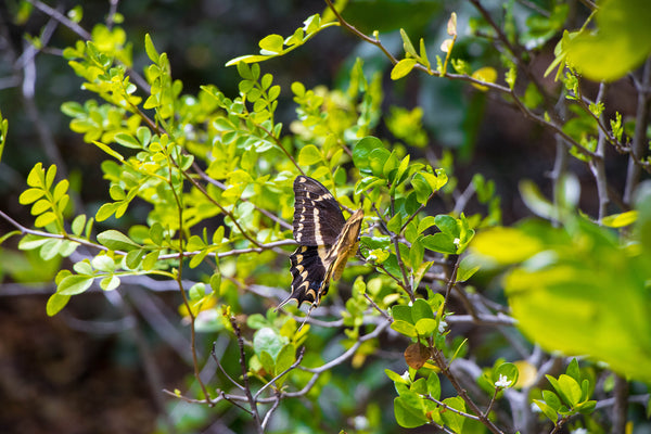 Biscayne National Park Schaus Swallowtail Butterfly on Elliot Key