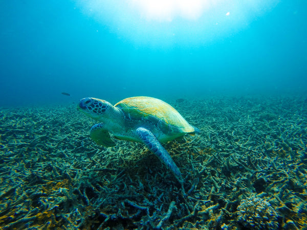 Sea Turtle Photographed by Kelly Quinn