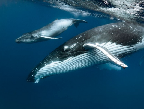 Oceana, Photo by Martin Hristov (@oceana)