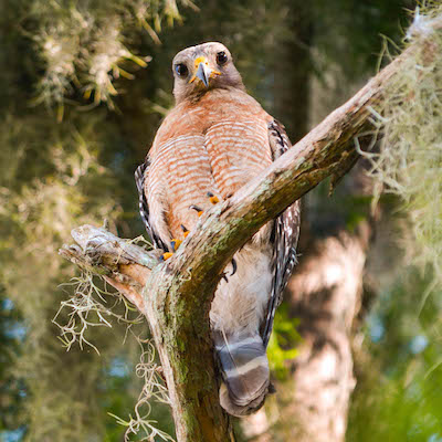 Red-shouldered hawk perched on a branch