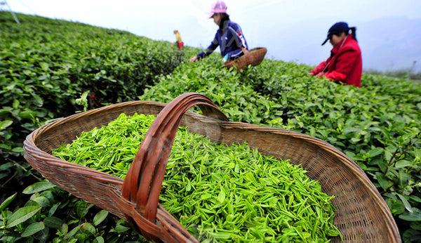 Tea Harvesting