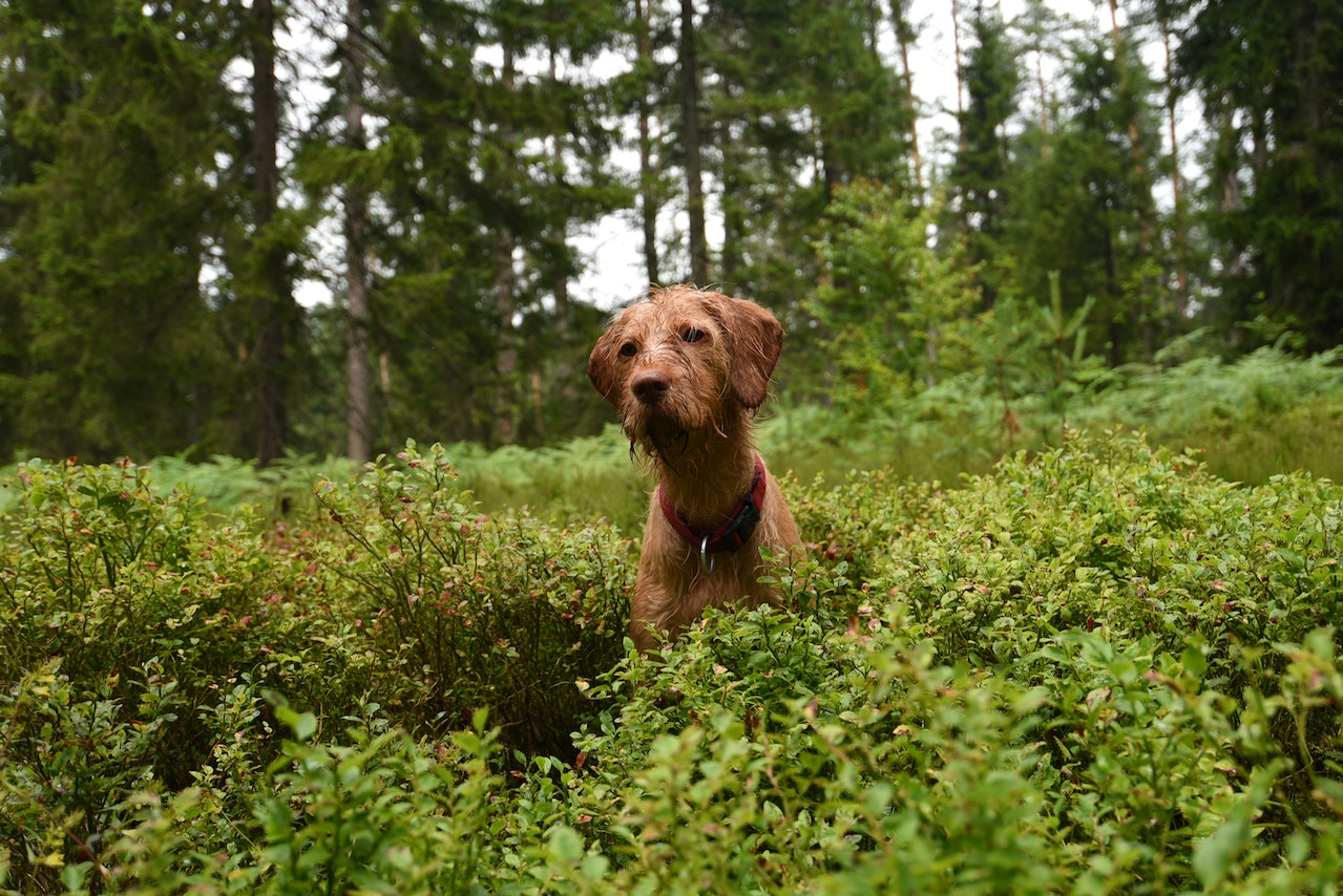 is potting soil harmful to dogs