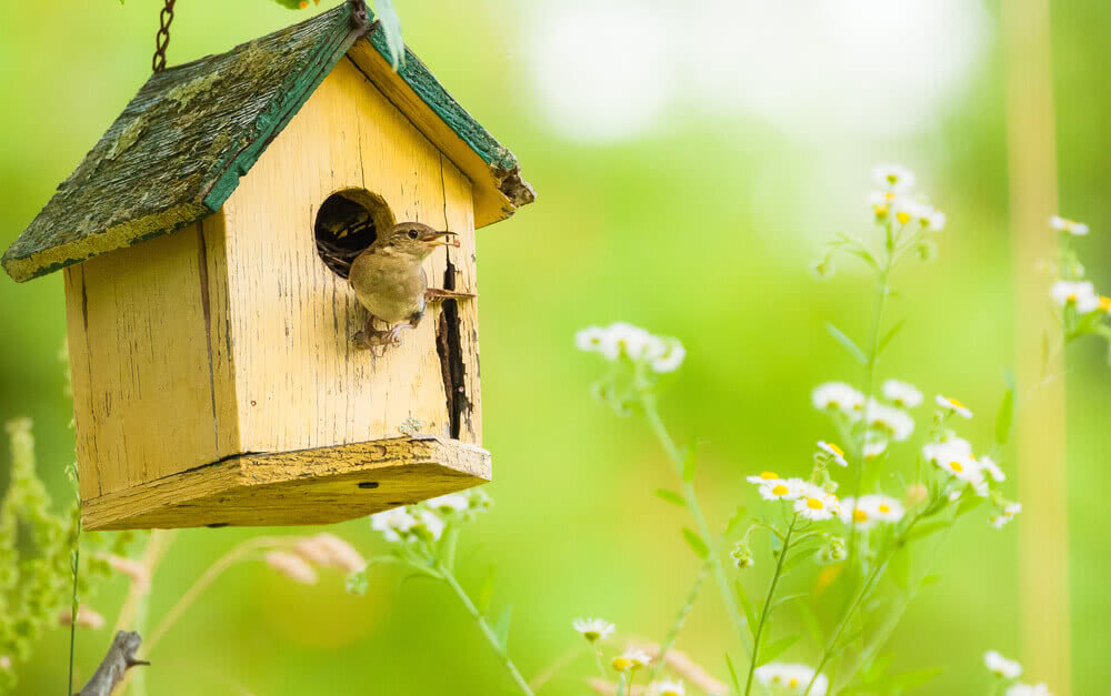 This Summer Lets Build A Birdhouse