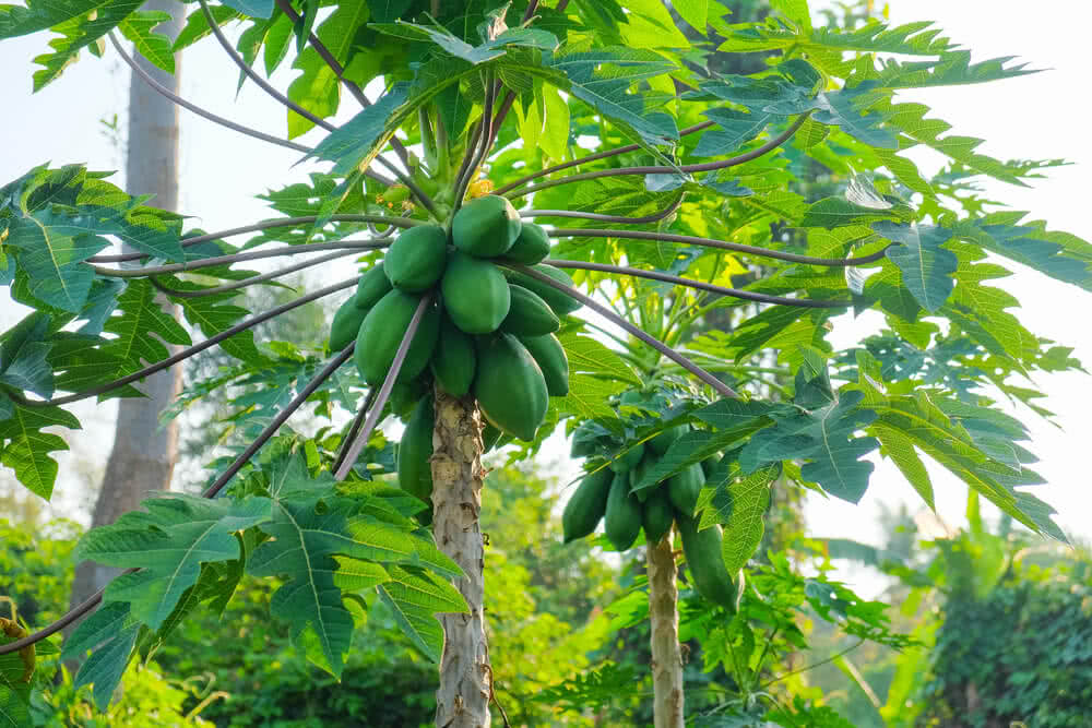 papaya tree