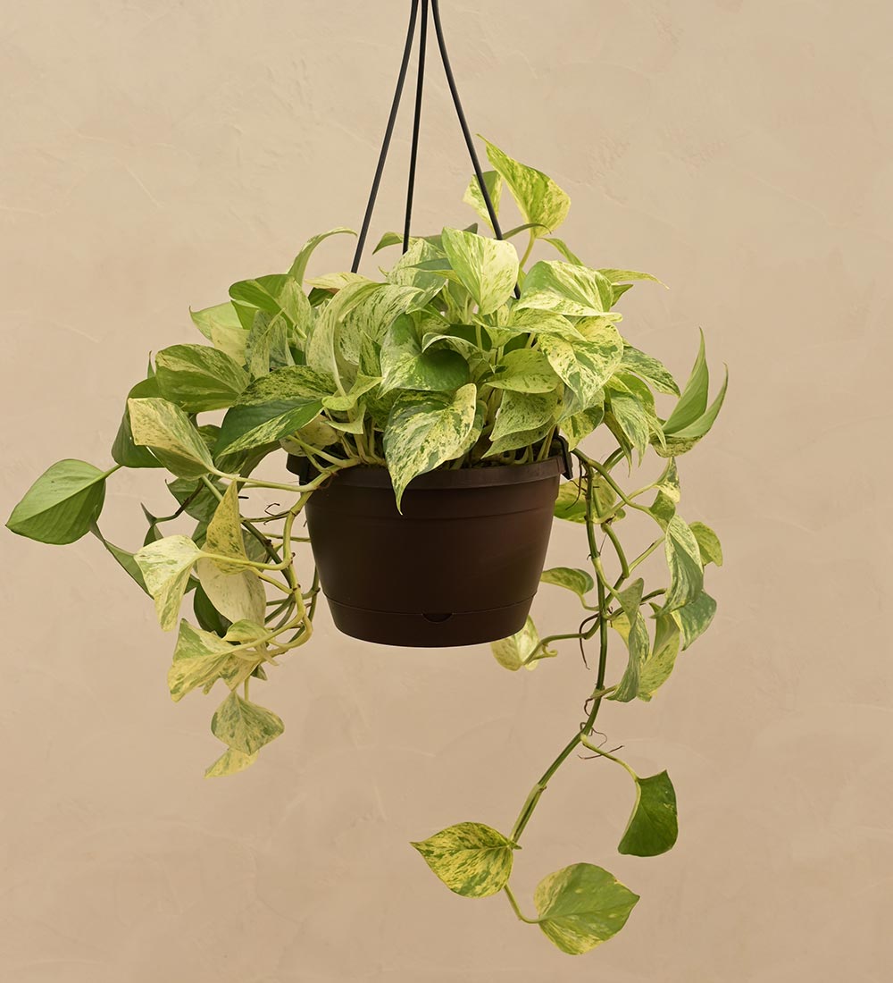 Money Plant Marble With Hanging Pot
