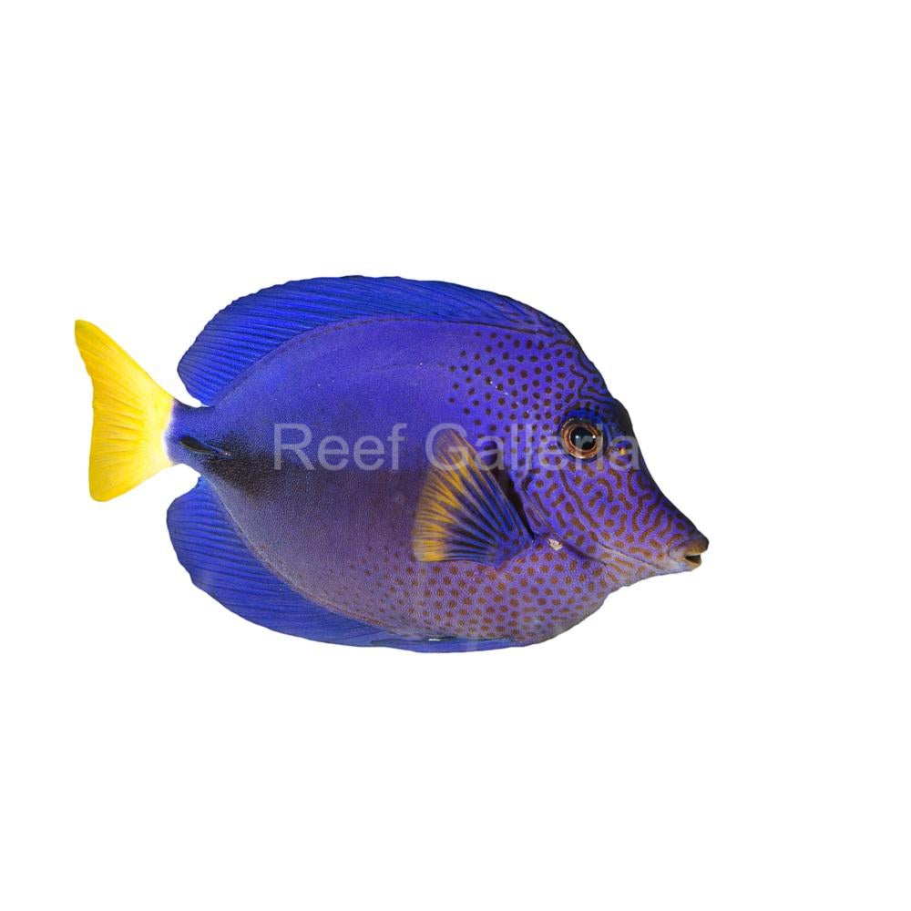 purple tang fish