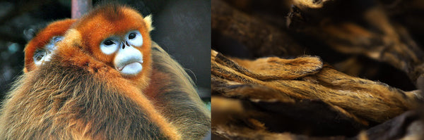 Photo of Hackberry Tea Golden Monkey tea compared to a Golden Monkey