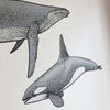 Whale Set Monochrome - Individual cut out whales.