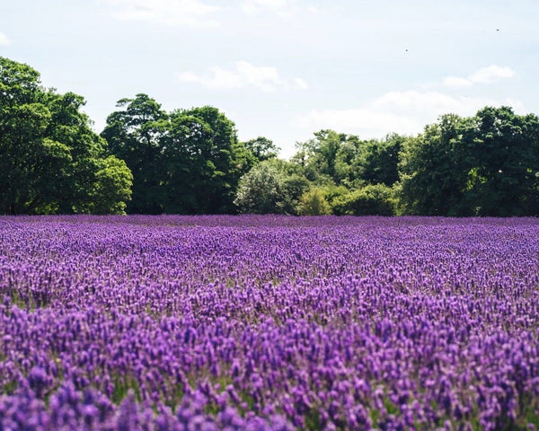 How To Grow Enjoy Amazing Ontario Lavender Province Apothecary
