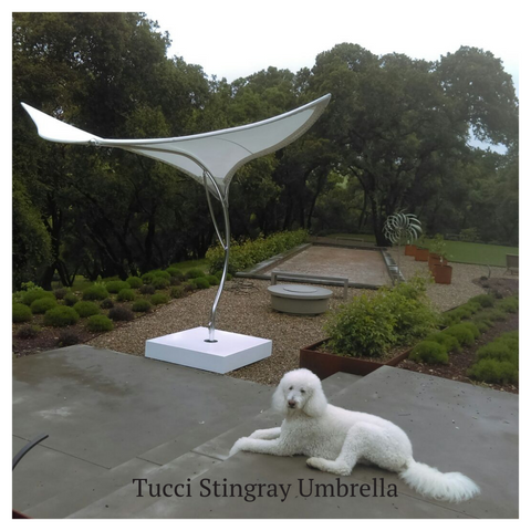 Modern Resale Tucci Stingray Umbrella on Consignment