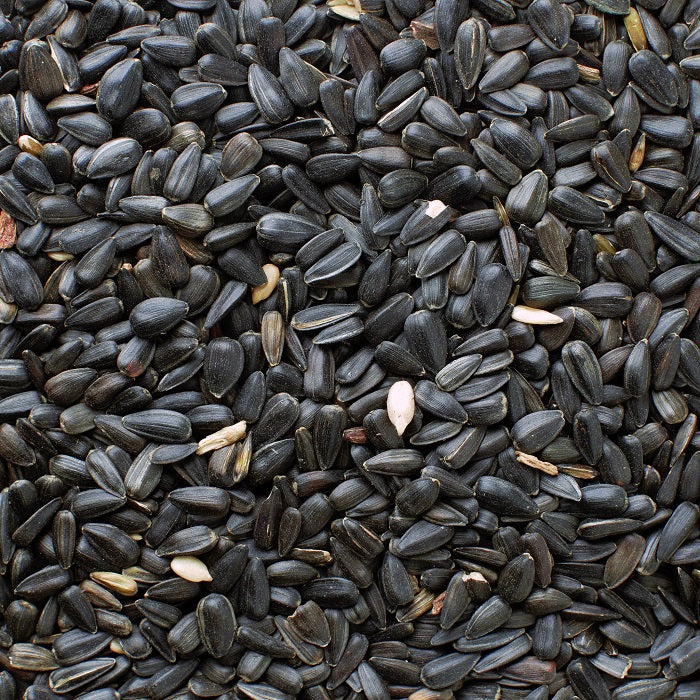 black oiled sunflower seeds