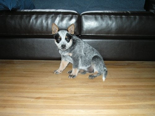 Birdie the cattle dog as a puppy